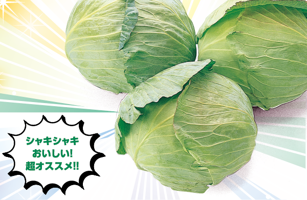 シャキシャキおいしい!超オススメ!! キャベツ