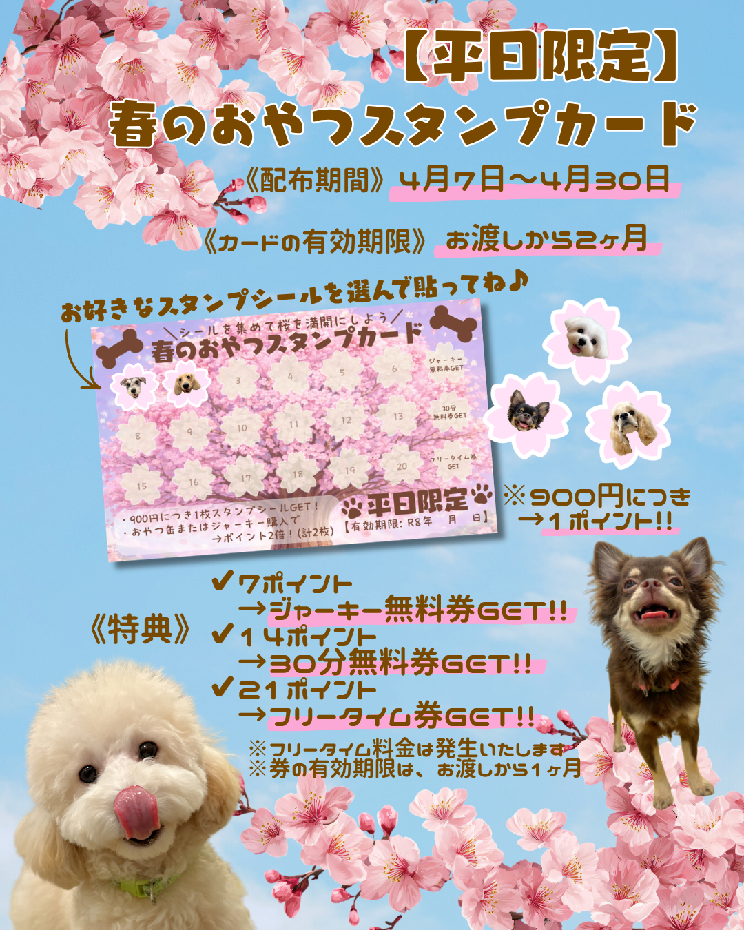 ◎春のおやつスタンプカード◎｜いぬカフェRio佐賀店｜ショップ