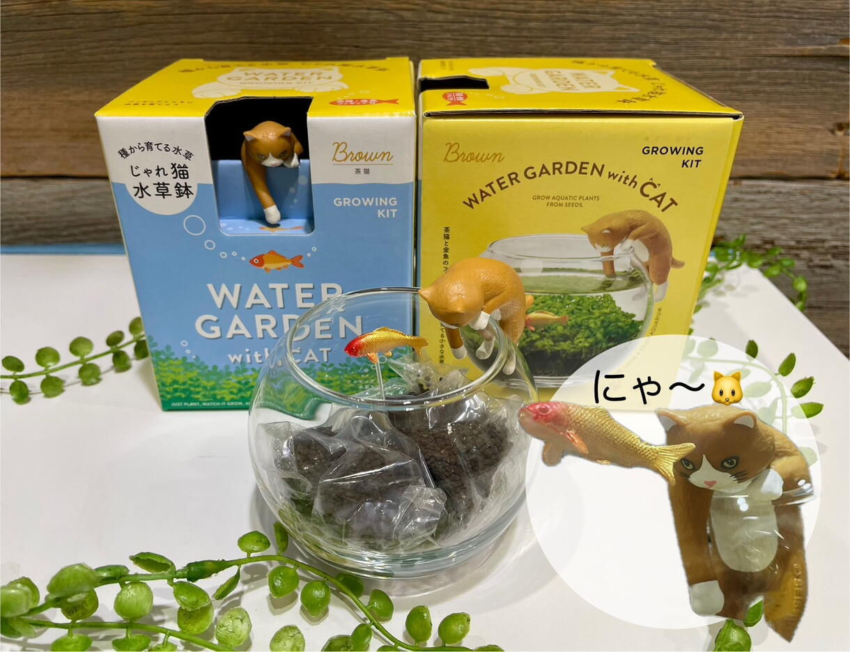 水草を育てよう♪｜コスタコート｜ショップニュース｜ゆめタウンはませ